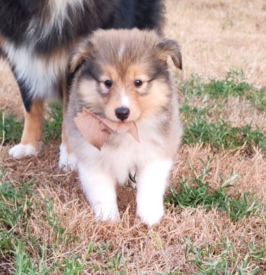 Les chiots de Shetland Sheepdog