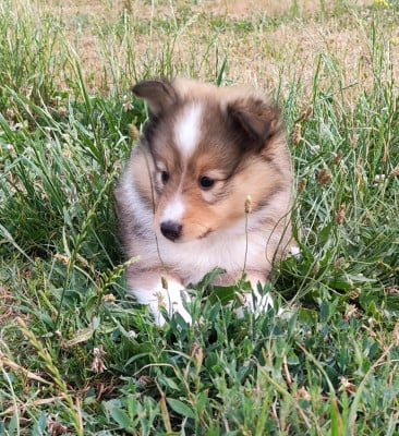Les chiots de Shetland Sheepdog