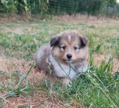 Les chiots de Shetland Sheepdog