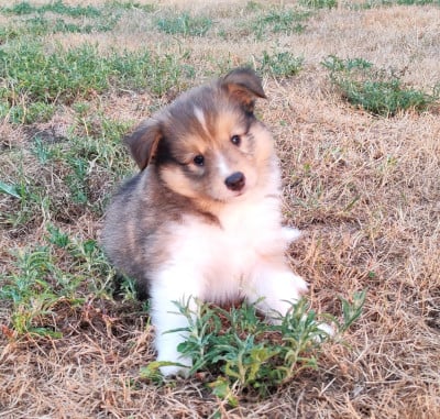 Les chiots de Shetland Sheepdog