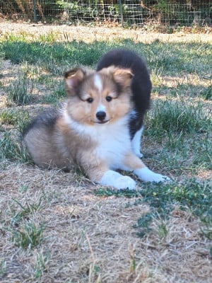 Les chiots de Shetland Sheepdog