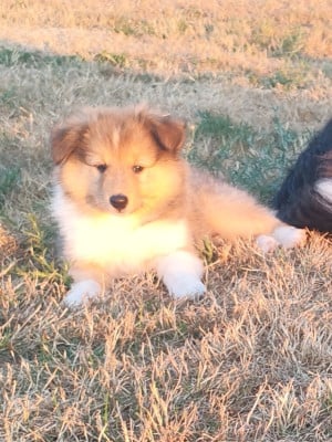 Les chiots de Shetland Sheepdog