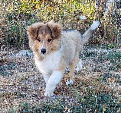 Les chiots de Shetland Sheepdog