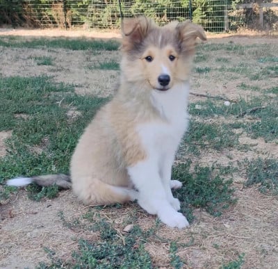 Les chiots de Shetland Sheepdog