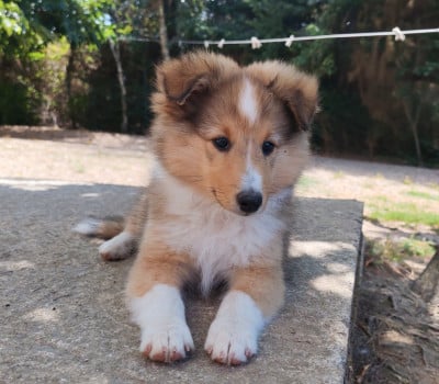 Les chiots de Shetland Sheepdog