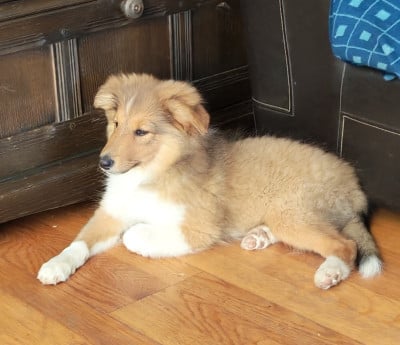 Les chiots de Shetland Sheepdog