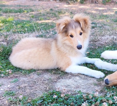Beatles - Shetland Sheepdog