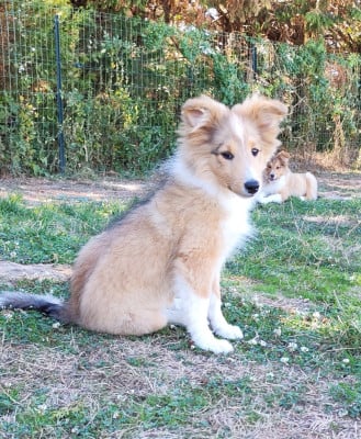 Bruce Springsteen - Shetland Sheepdog
