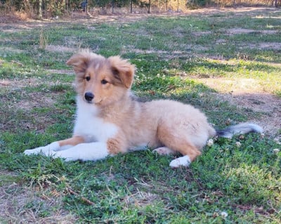 Blur - Shetland Sheepdog
