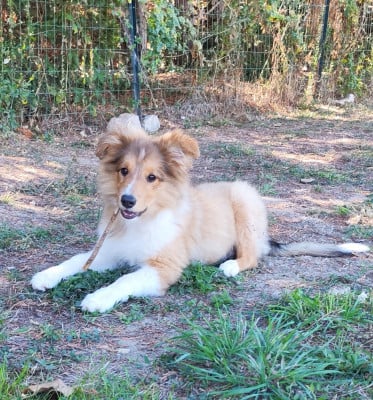 Bon Jovi - Shetland Sheepdog