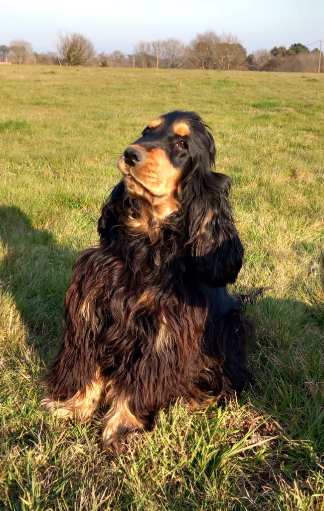 Publication : Des Pinscheboules