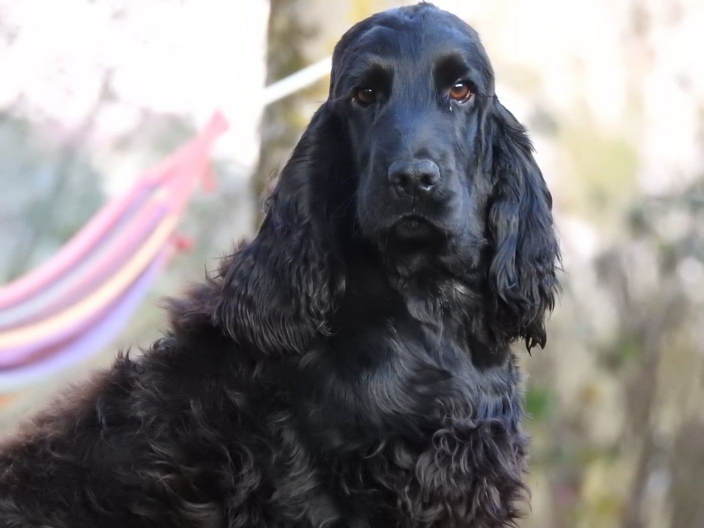 Mâle noir - Cocker Spaniel Anglais
