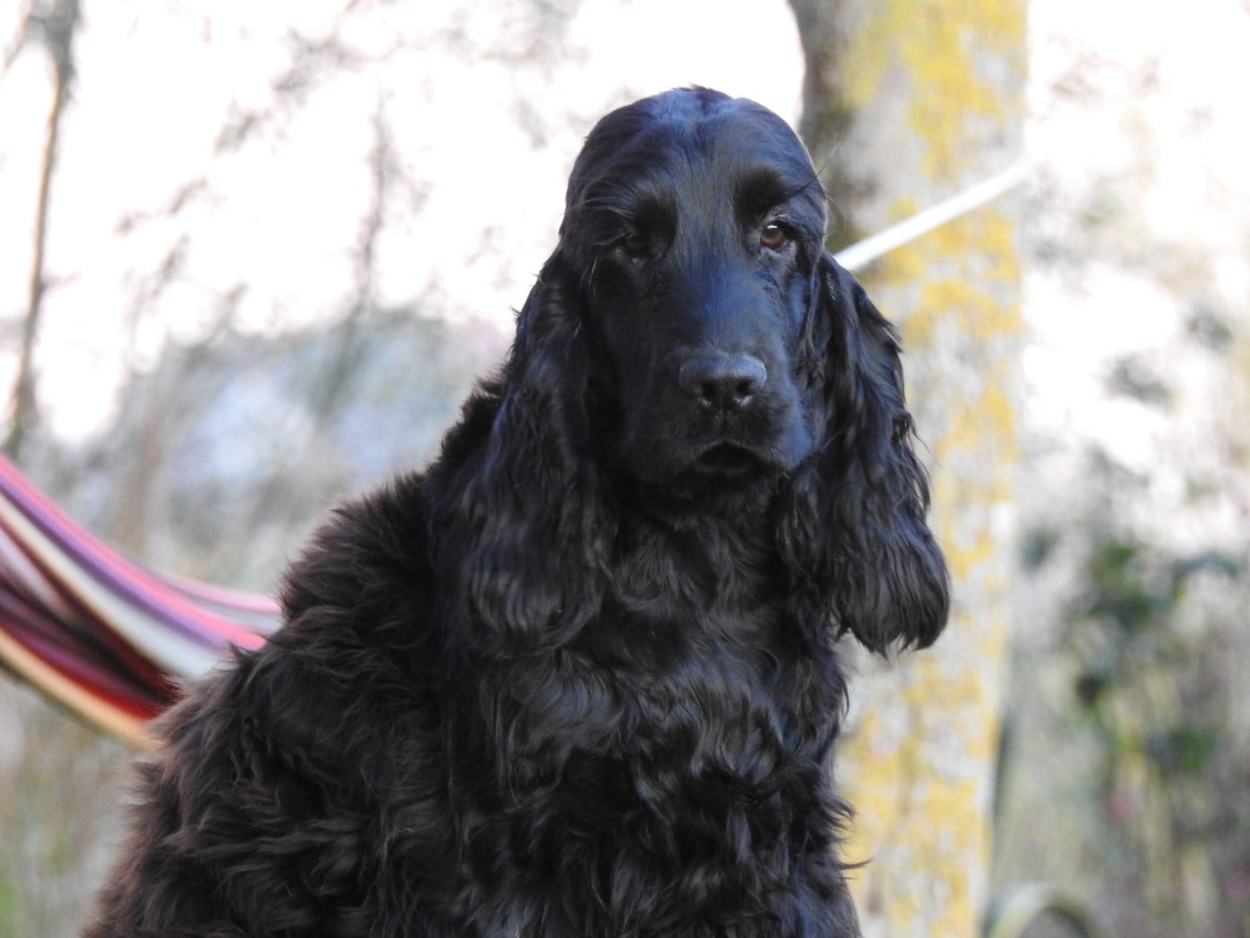 Mâle noir - Cocker Spaniel Anglais