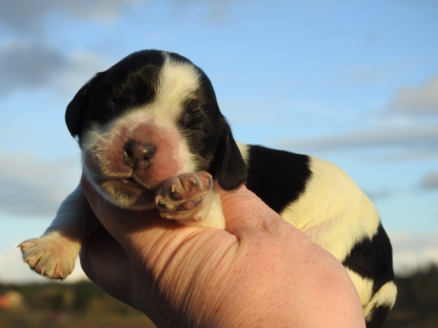 Femelle Bleue - Cocker Spaniel Anglais