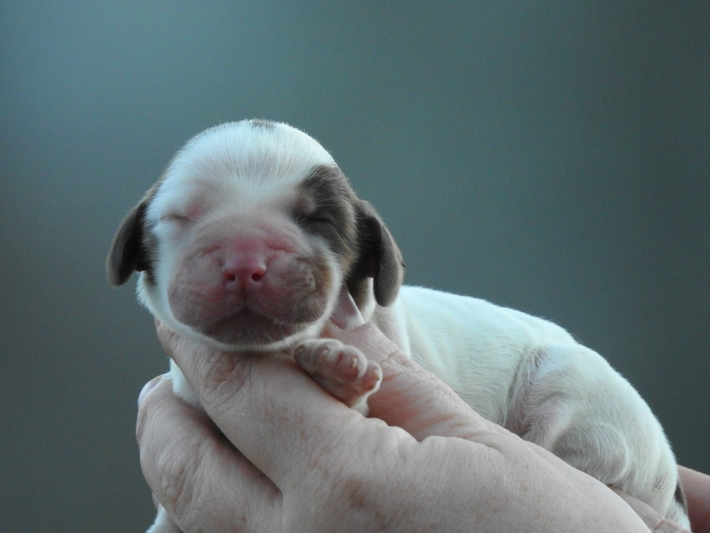 femelle tricolore chocolat