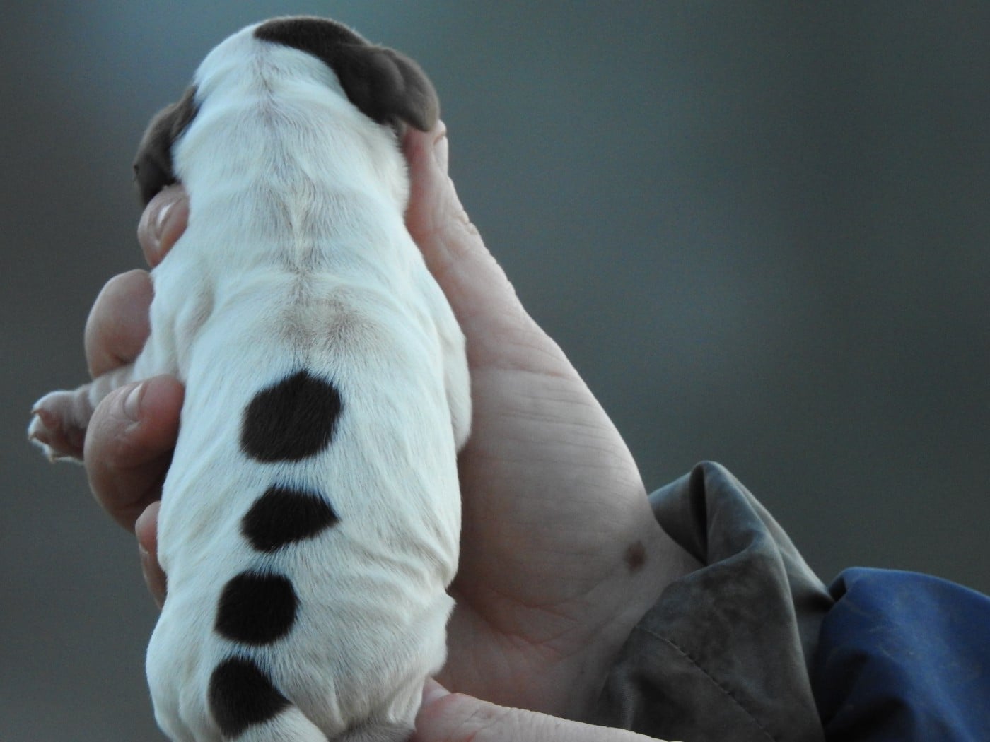 femelle tricolore chocolat