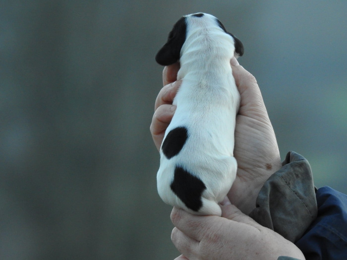 Femelle noire et blanche
