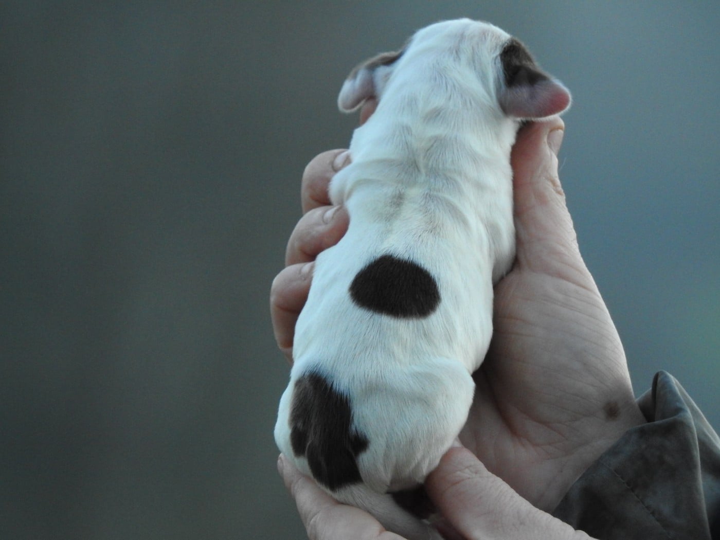 mâle chocolat et blanc