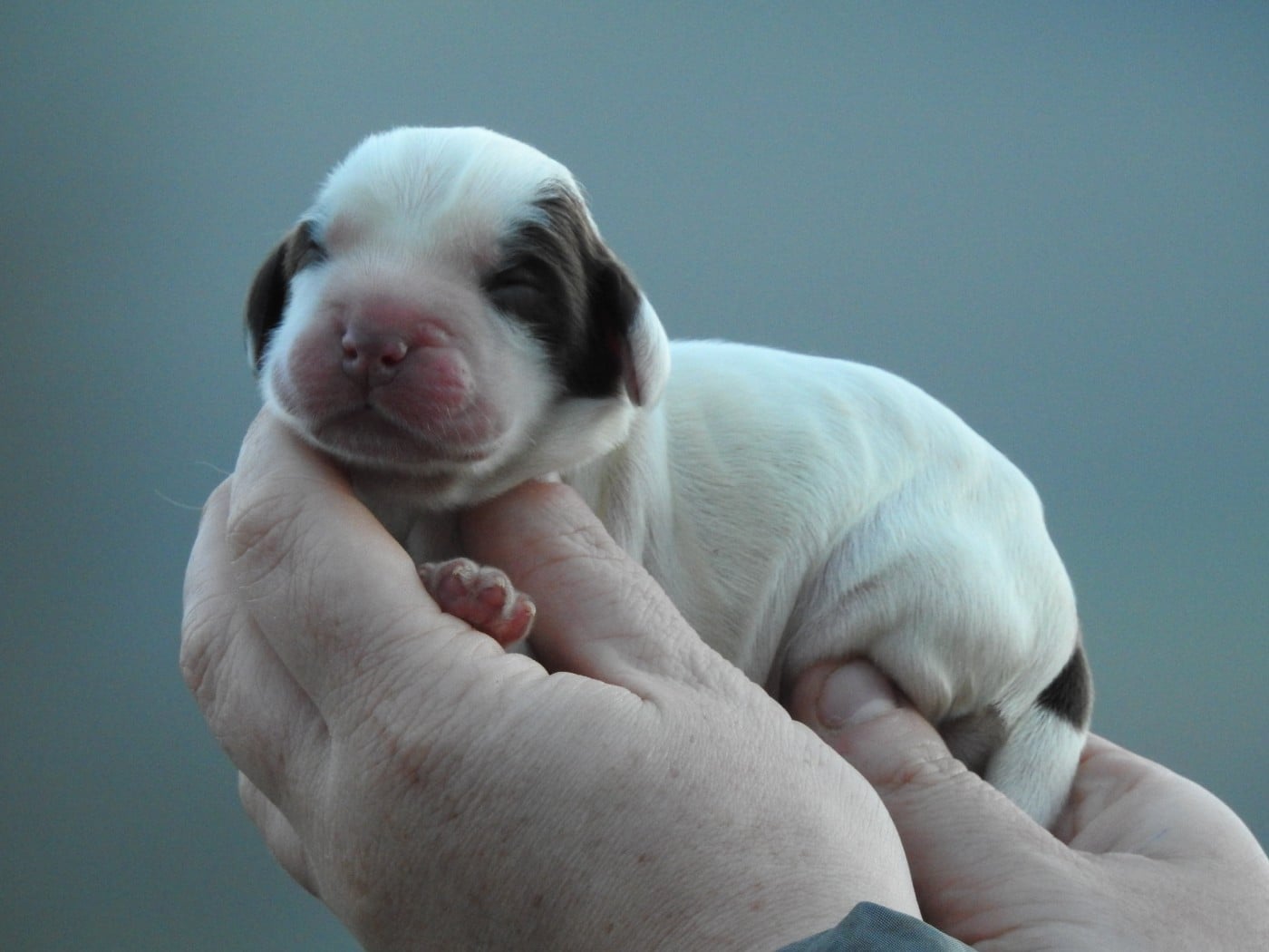 mâle chocolat et blanc