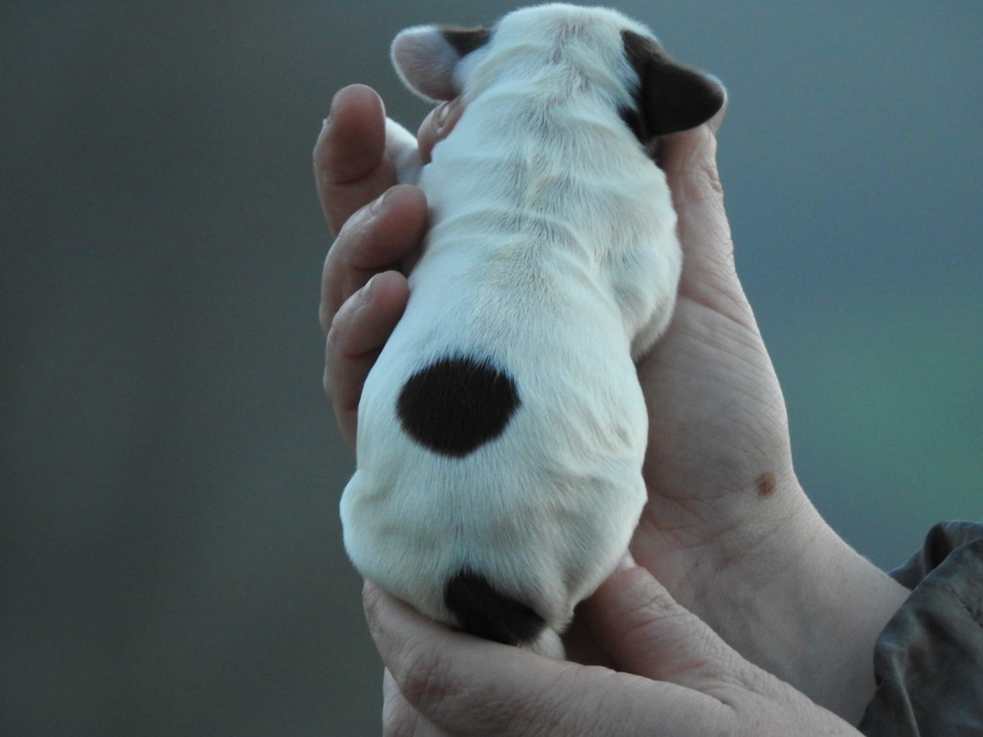 mâle chocolat et blanc