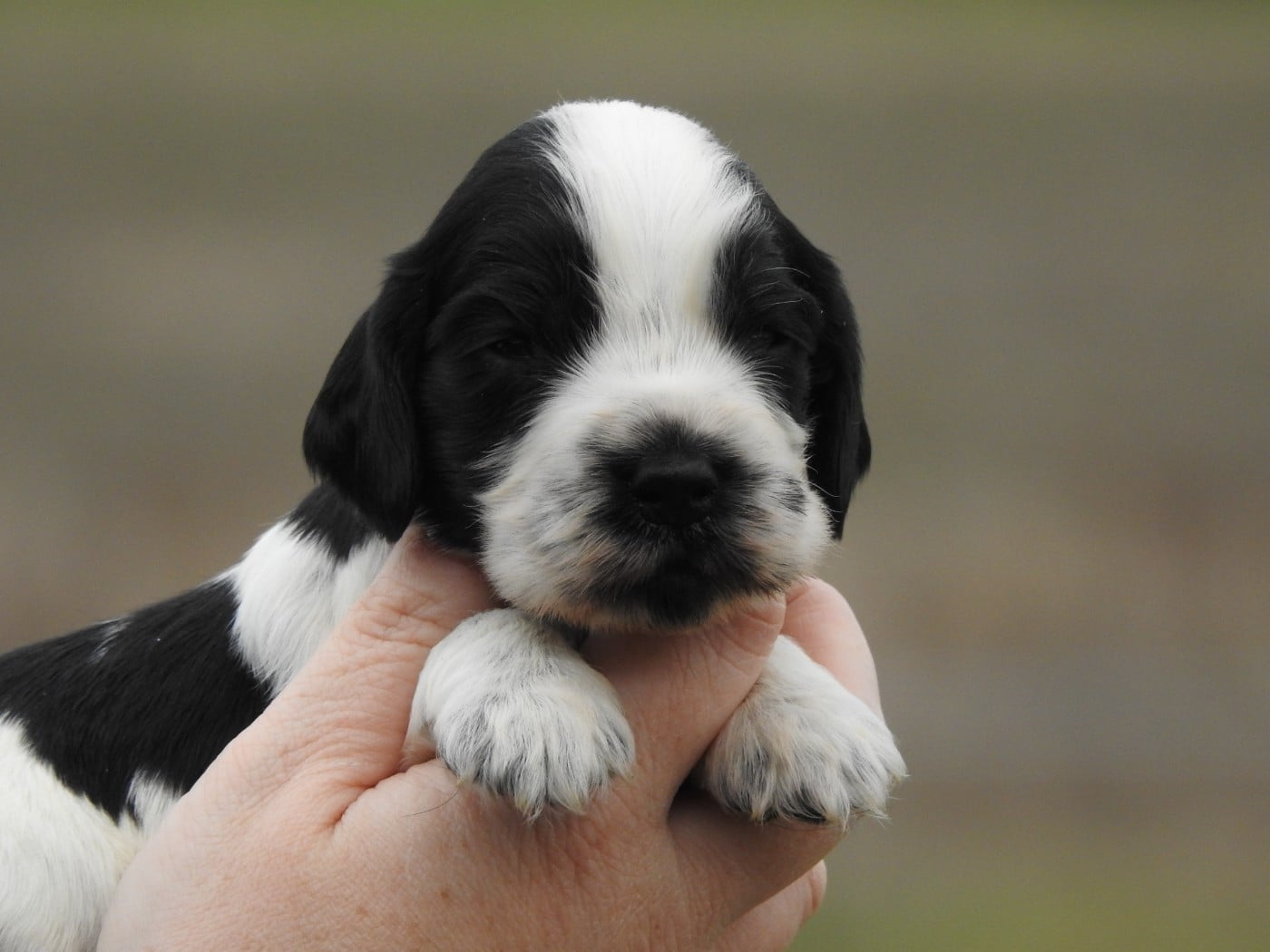 male bleu - Cocker Spaniel Anglais
