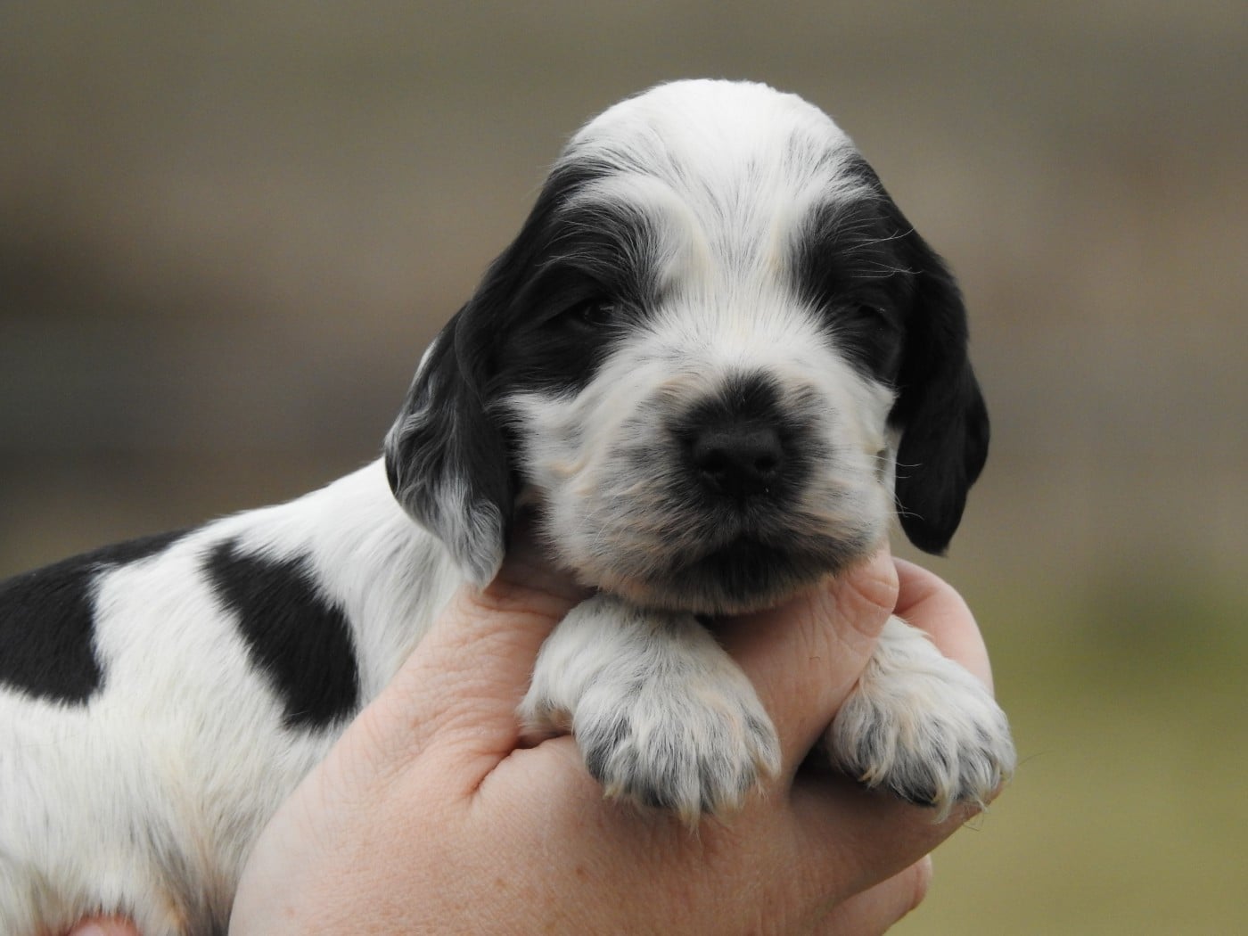 male bleu - Cocker Spaniel Anglais