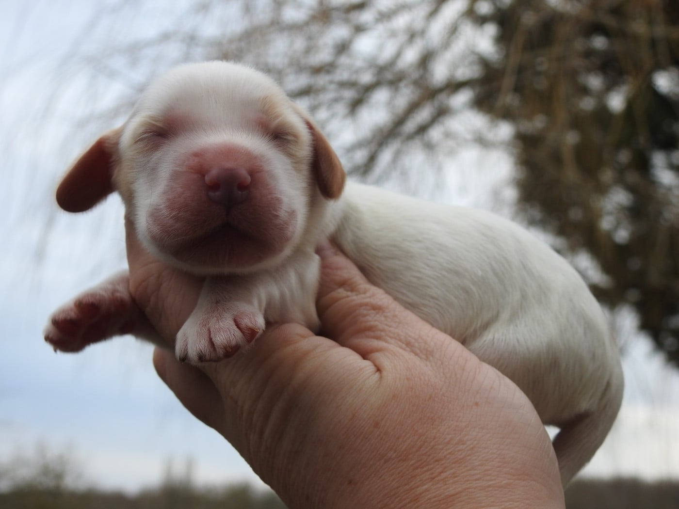 CHIOT 5 - Cocker Spaniel Anglais
