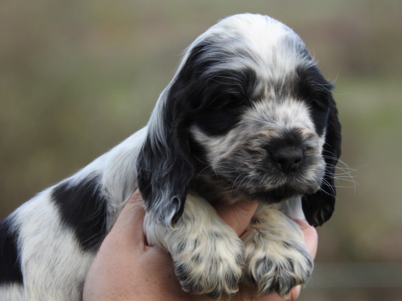 male bleu - Cocker Spaniel Anglais