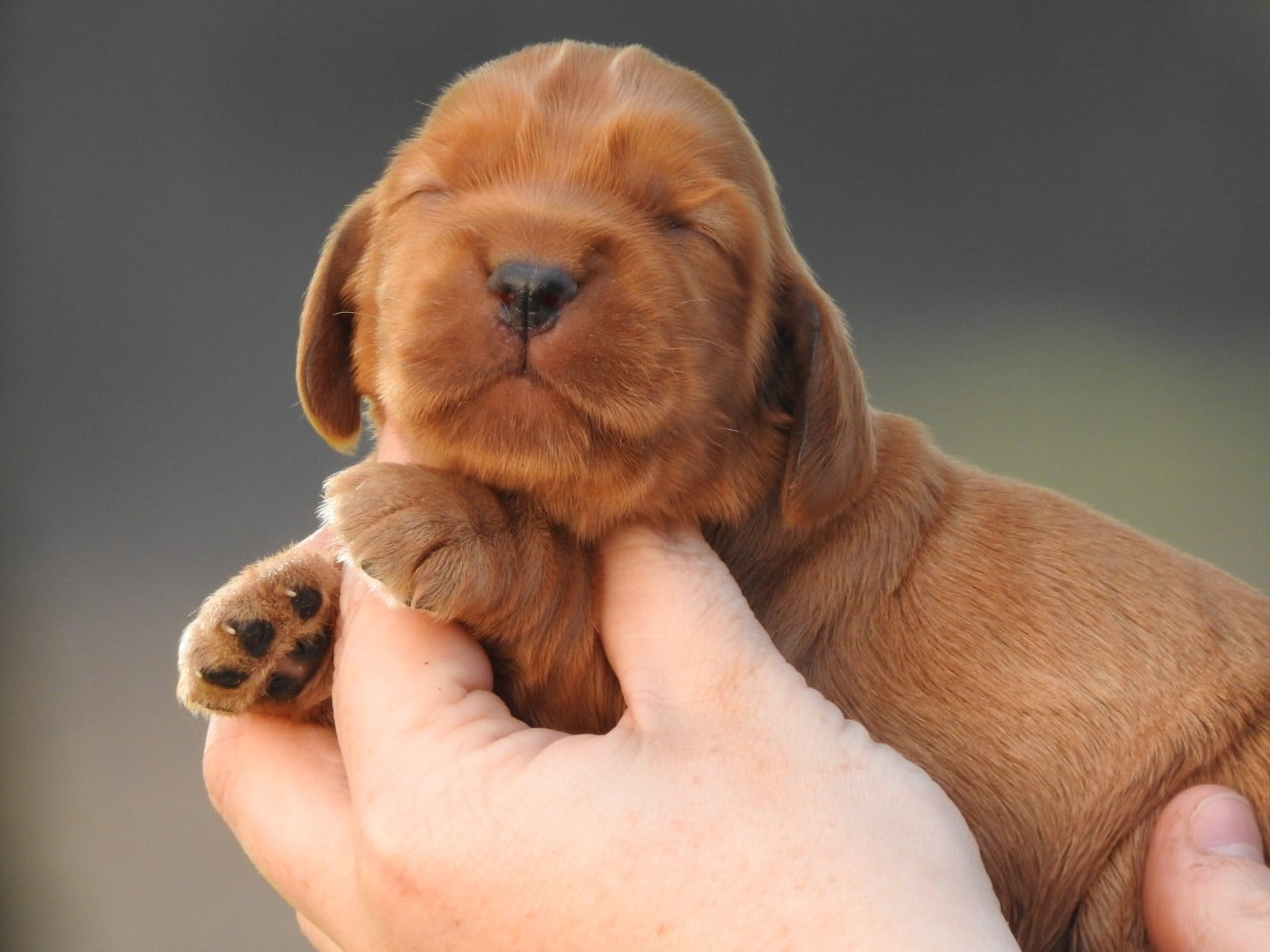 Mâle fauve - Cocker Spaniel Anglais
