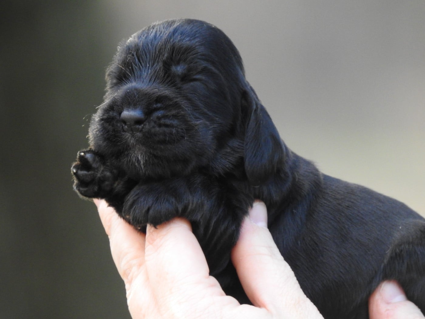 Femelle noire - Cocker Spaniel Anglais