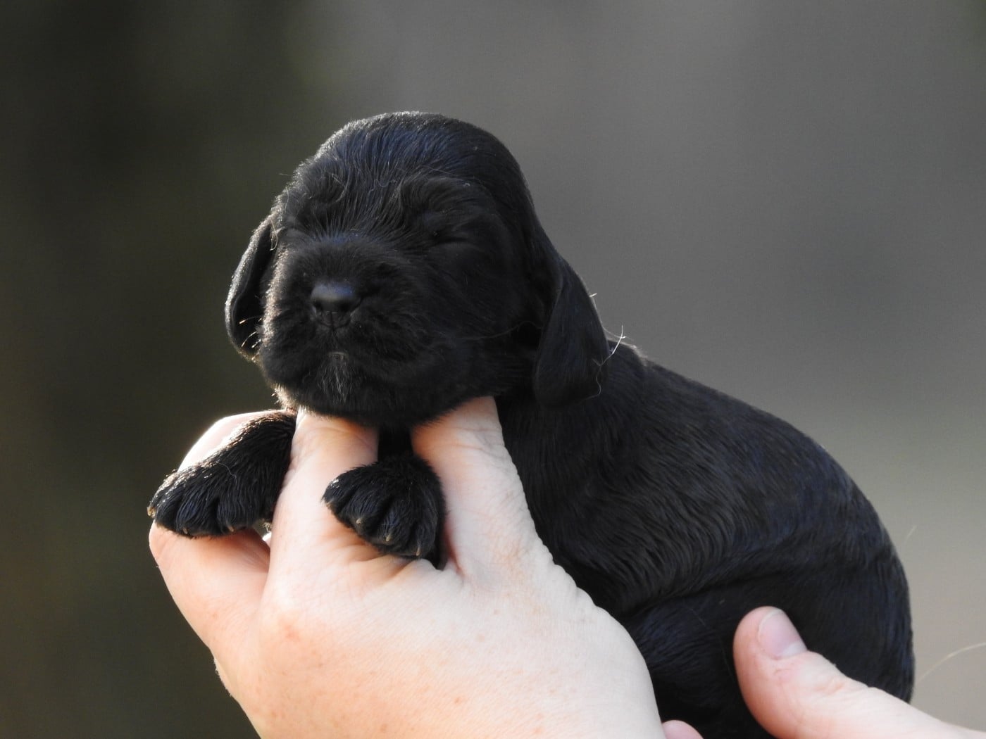 Femelle noire - Cocker Spaniel Anglais