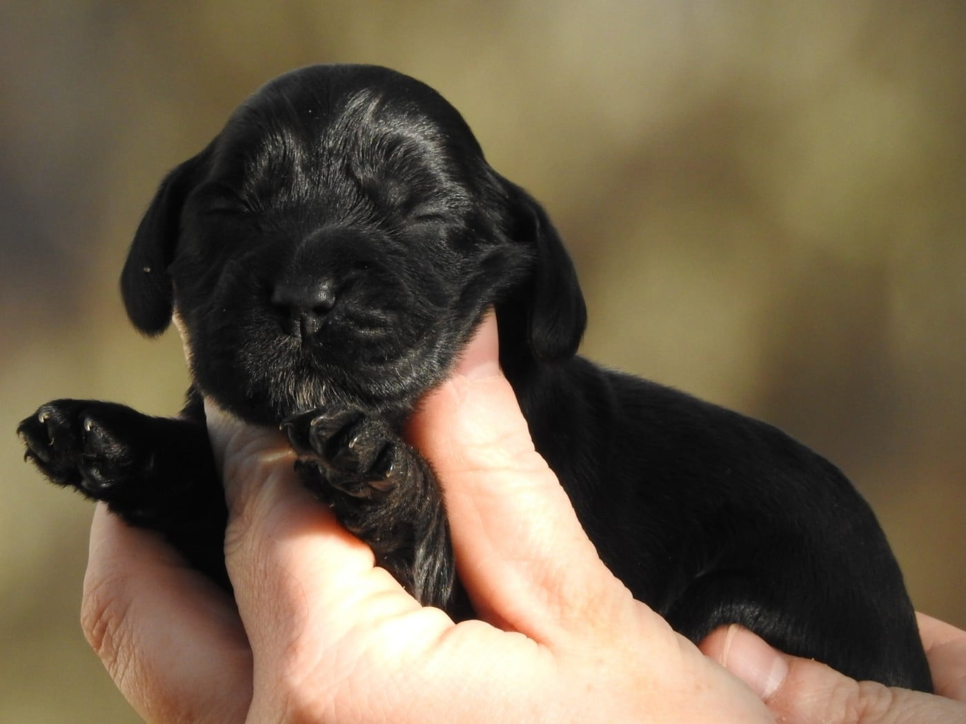 CHIOT 1 - Cocker Spaniel Anglais