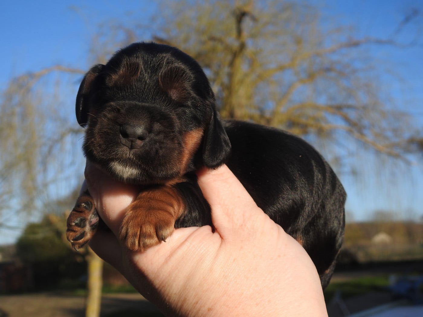 Mâle noir et feu - Cocker Spaniel Anglais