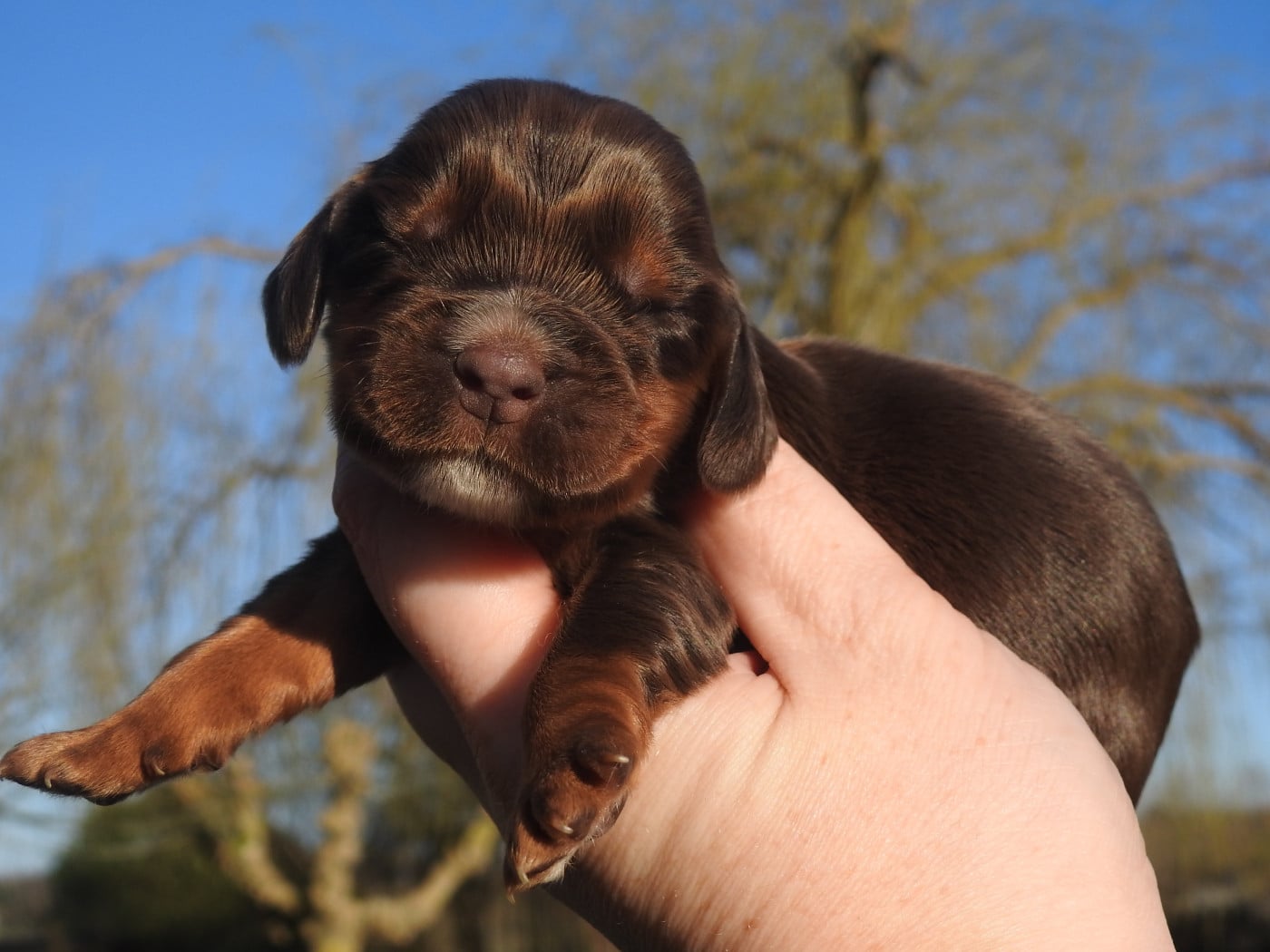 Mâle chocolat et feu - Cocker Spaniel Anglais
