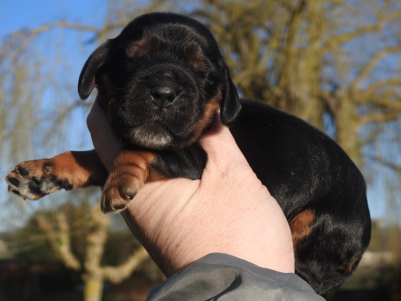 Femelle noire et feu - Cocker Spaniel Anglais