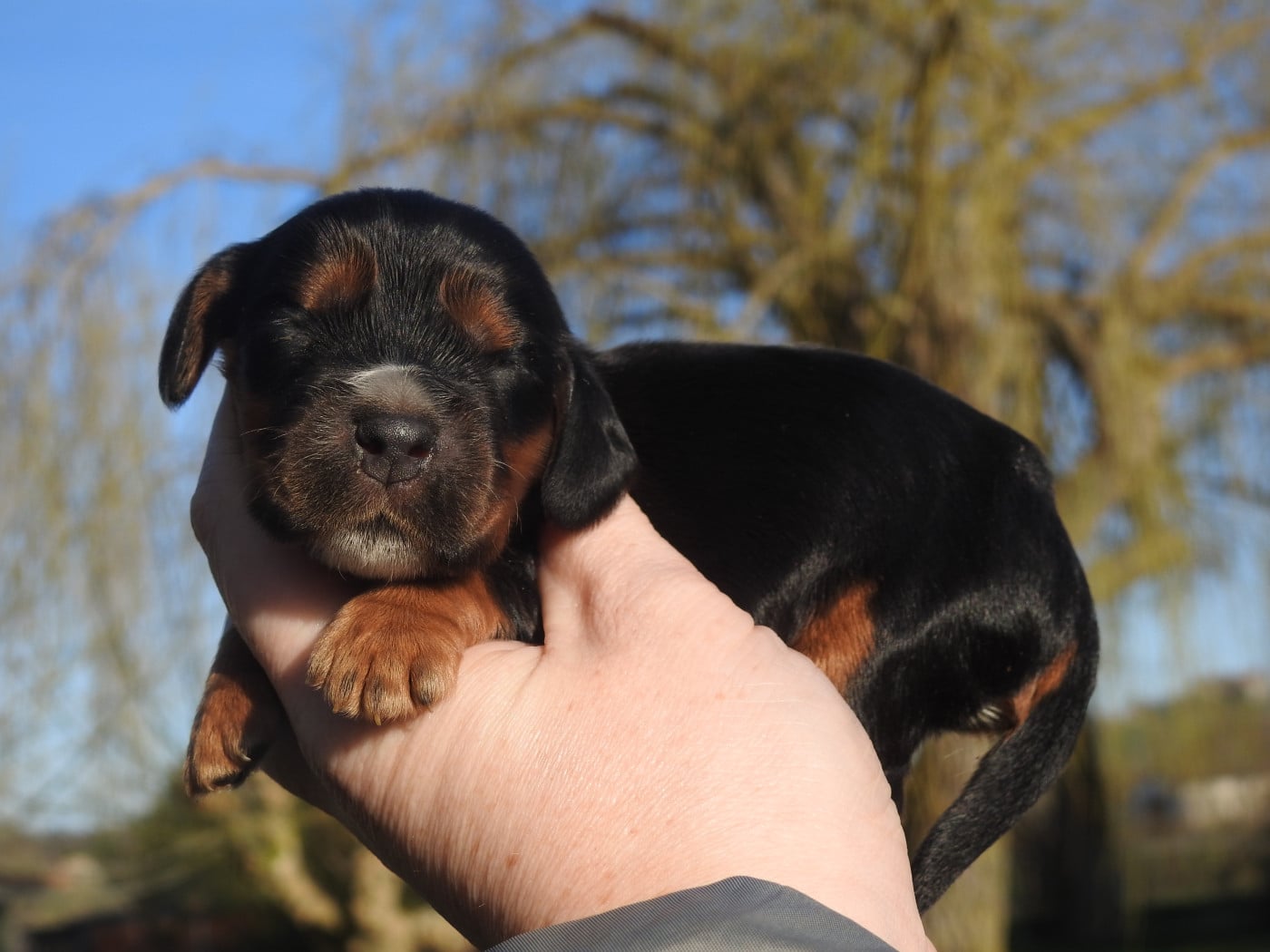 Femelle noire et feu - Cocker Spaniel Anglais