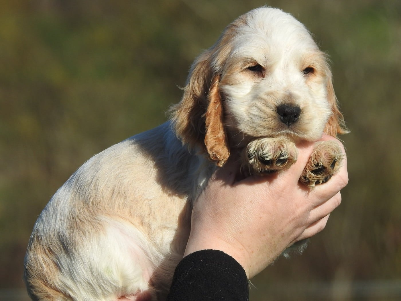 CHIOT 1 - Cocker Spaniel Anglais