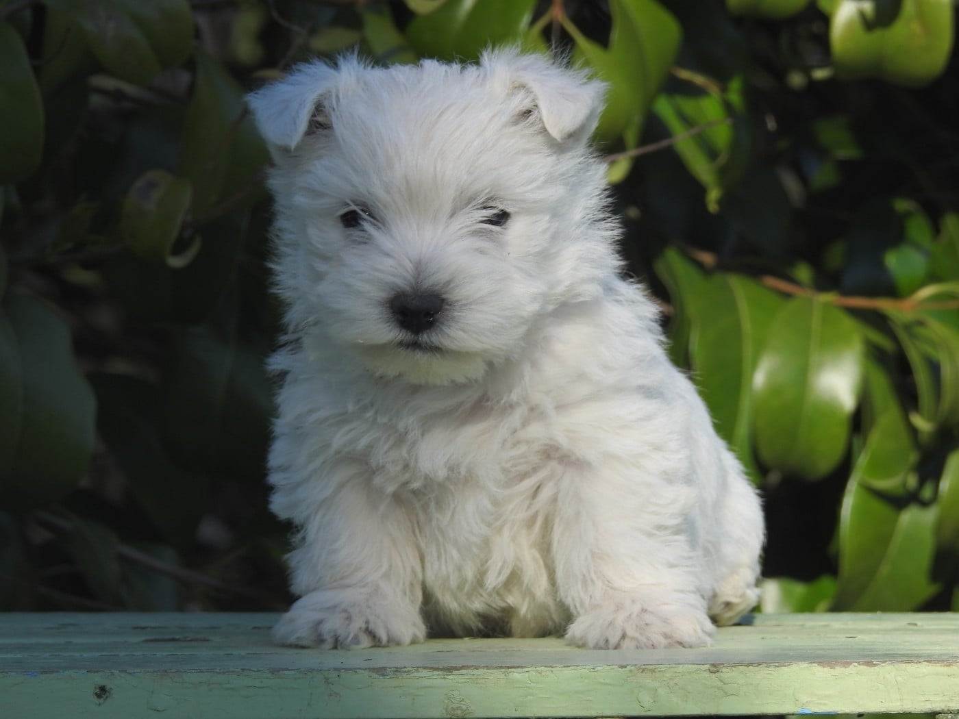 CHIOT 3 - West Highland White Terrier