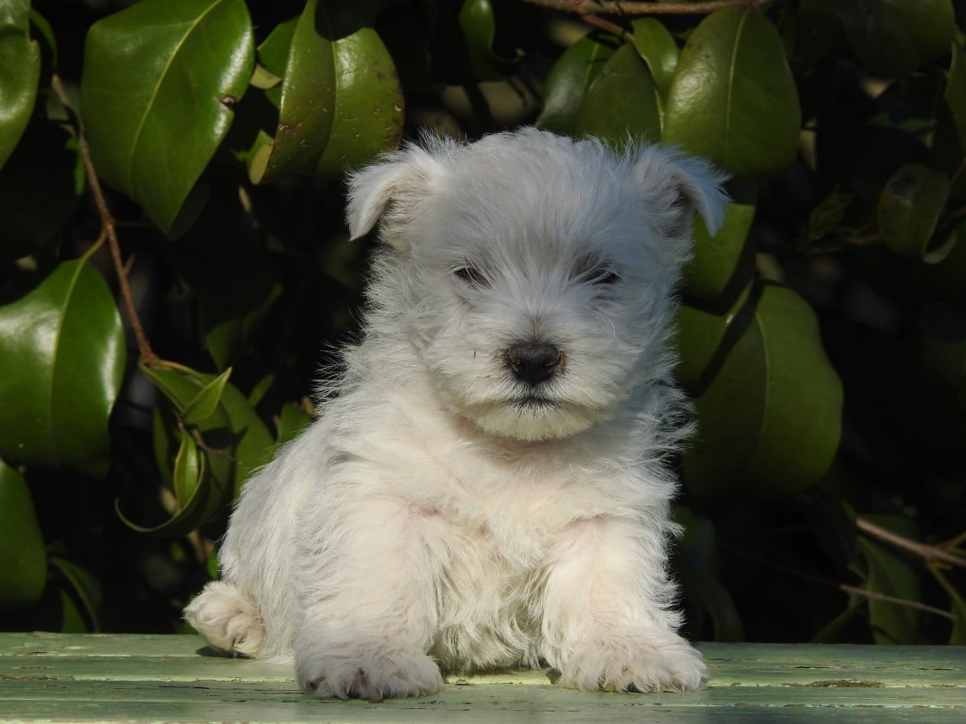 CHIOT 4 - West Highland White Terrier