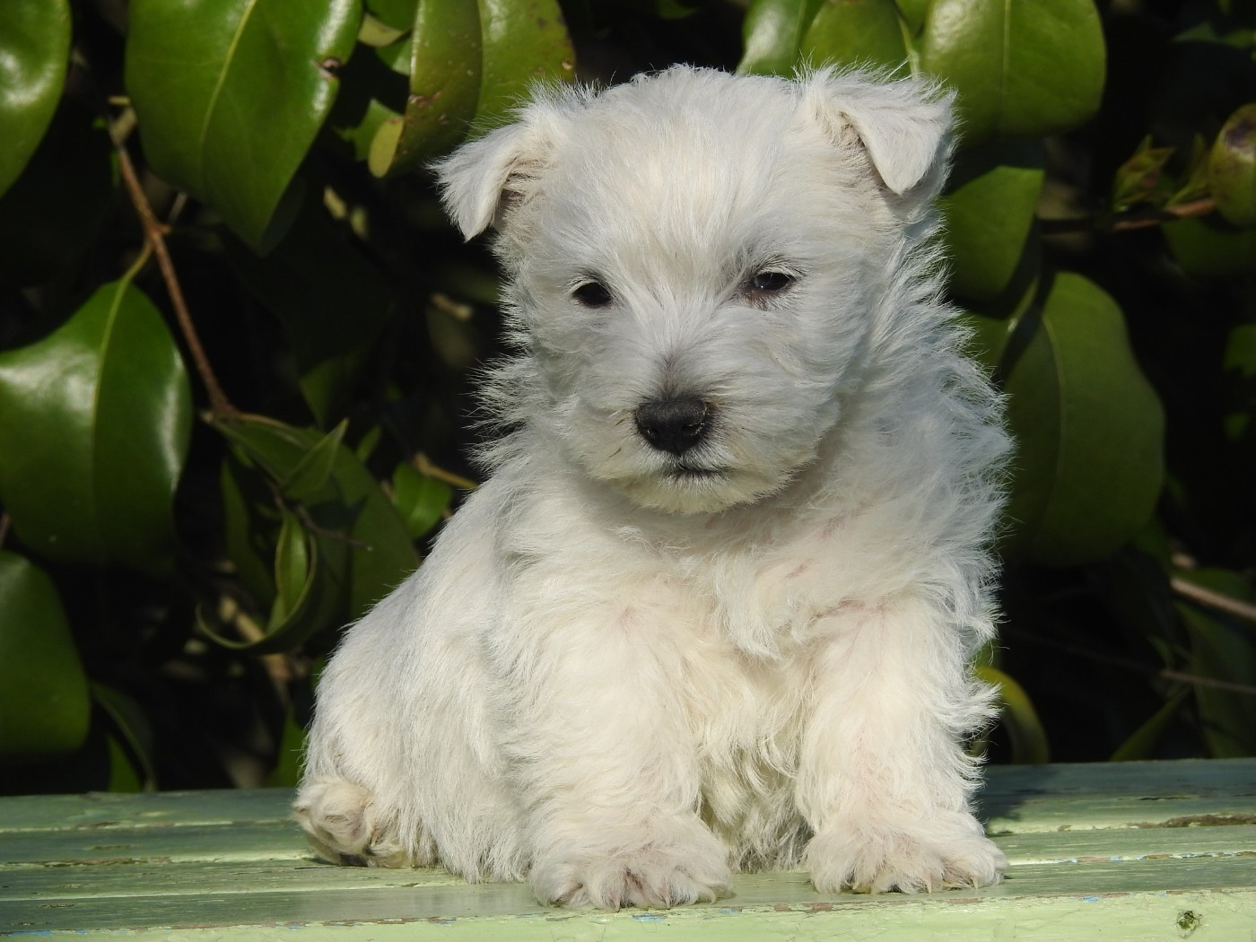 CHIOT 5 - West Highland White Terrier