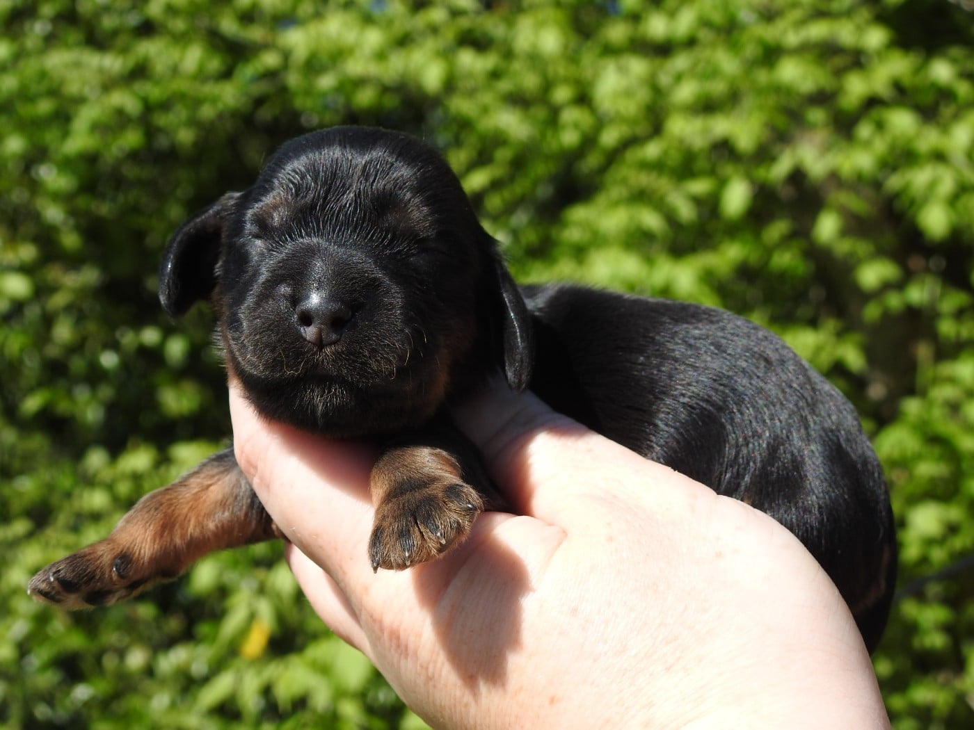 Mâle Noir et feu - Cocker Spaniel Anglais