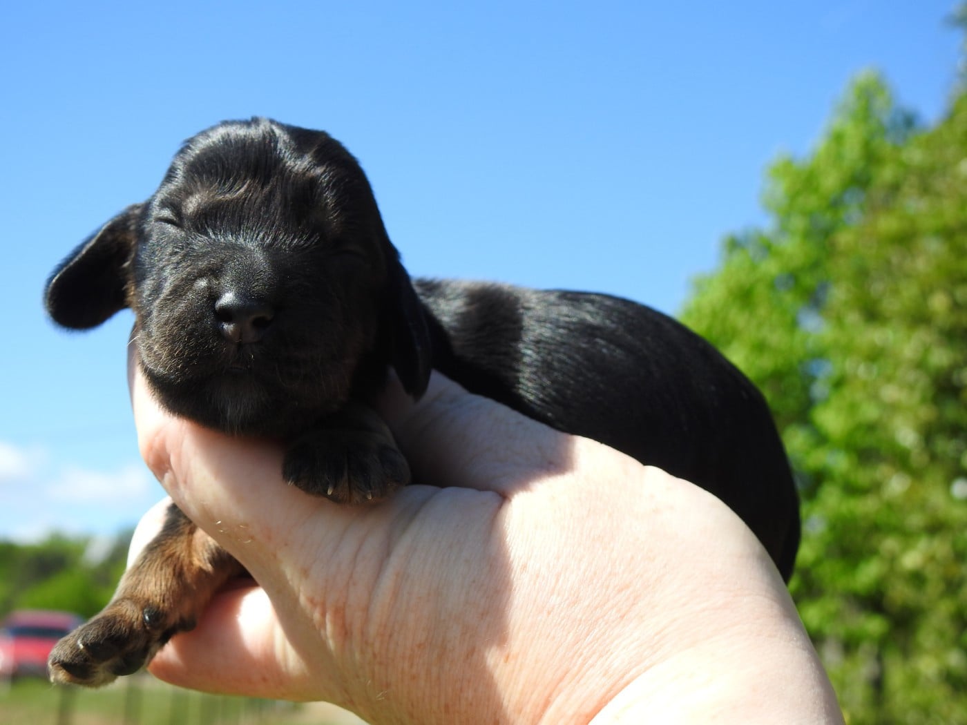 Mâle Noir et feu - Cocker Spaniel Anglais