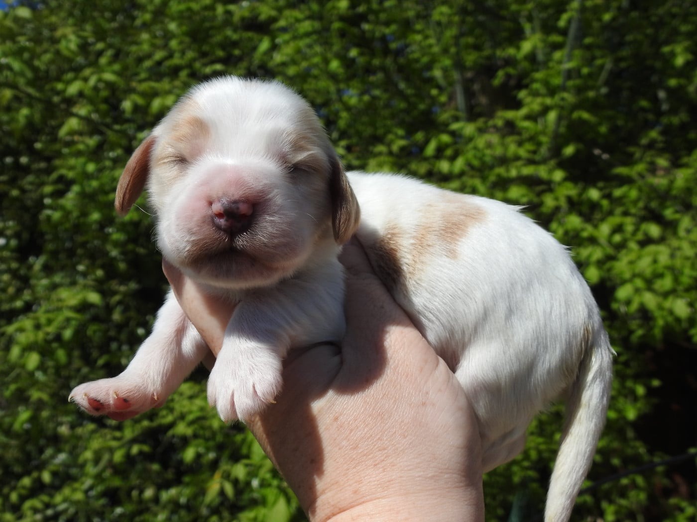 Mâle Orange et blanc - Cocker Spaniel Anglais