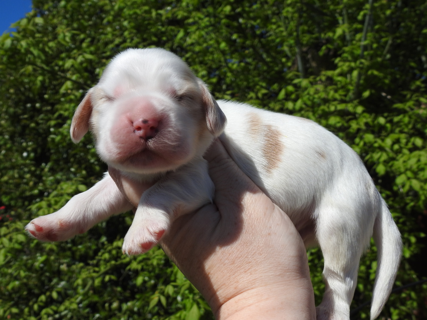 Mâle Orange et blanc - Cocker Spaniel Anglais