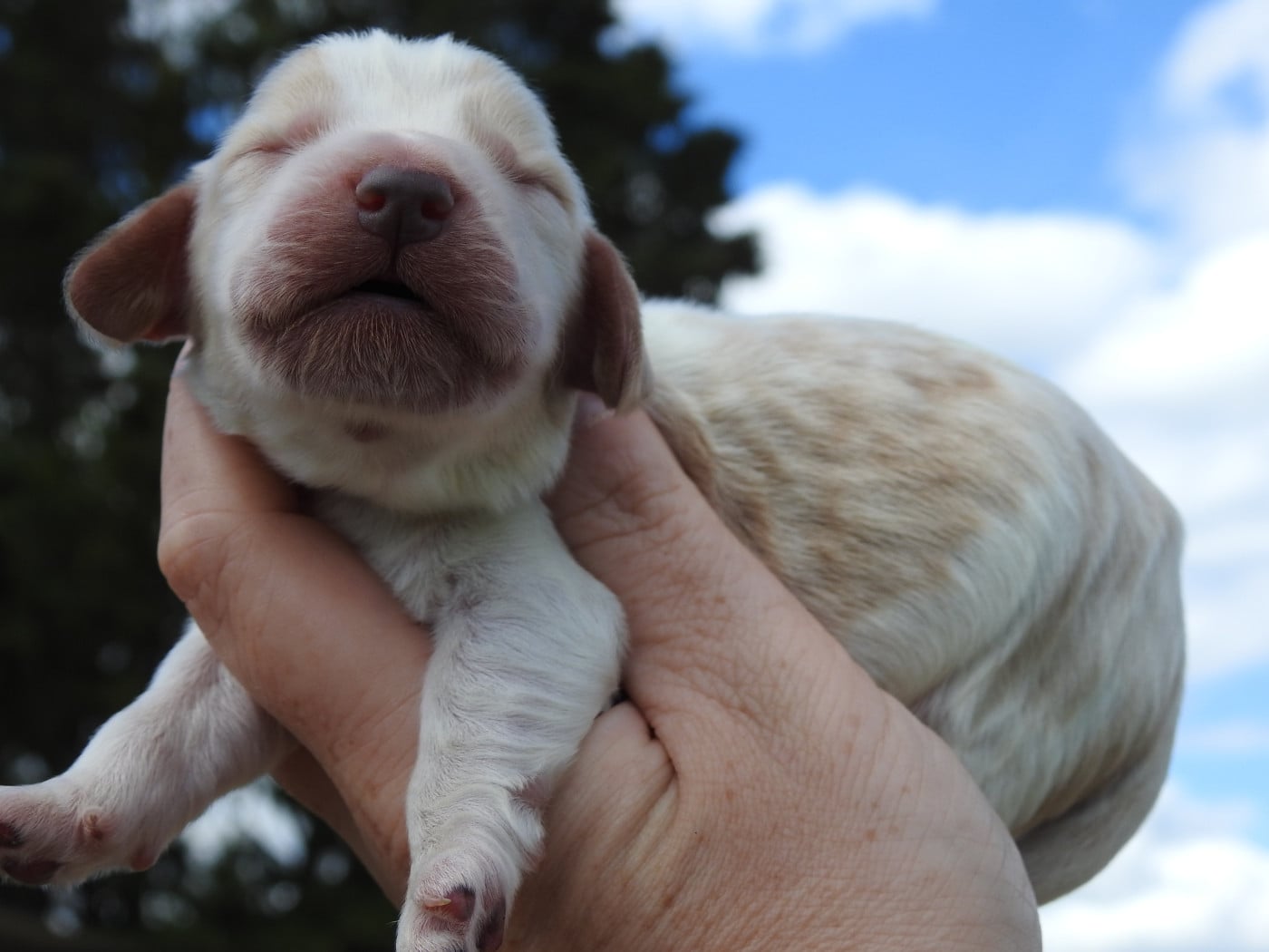 Mâle orange et blanc rouan - Cocker Spaniel Anglais