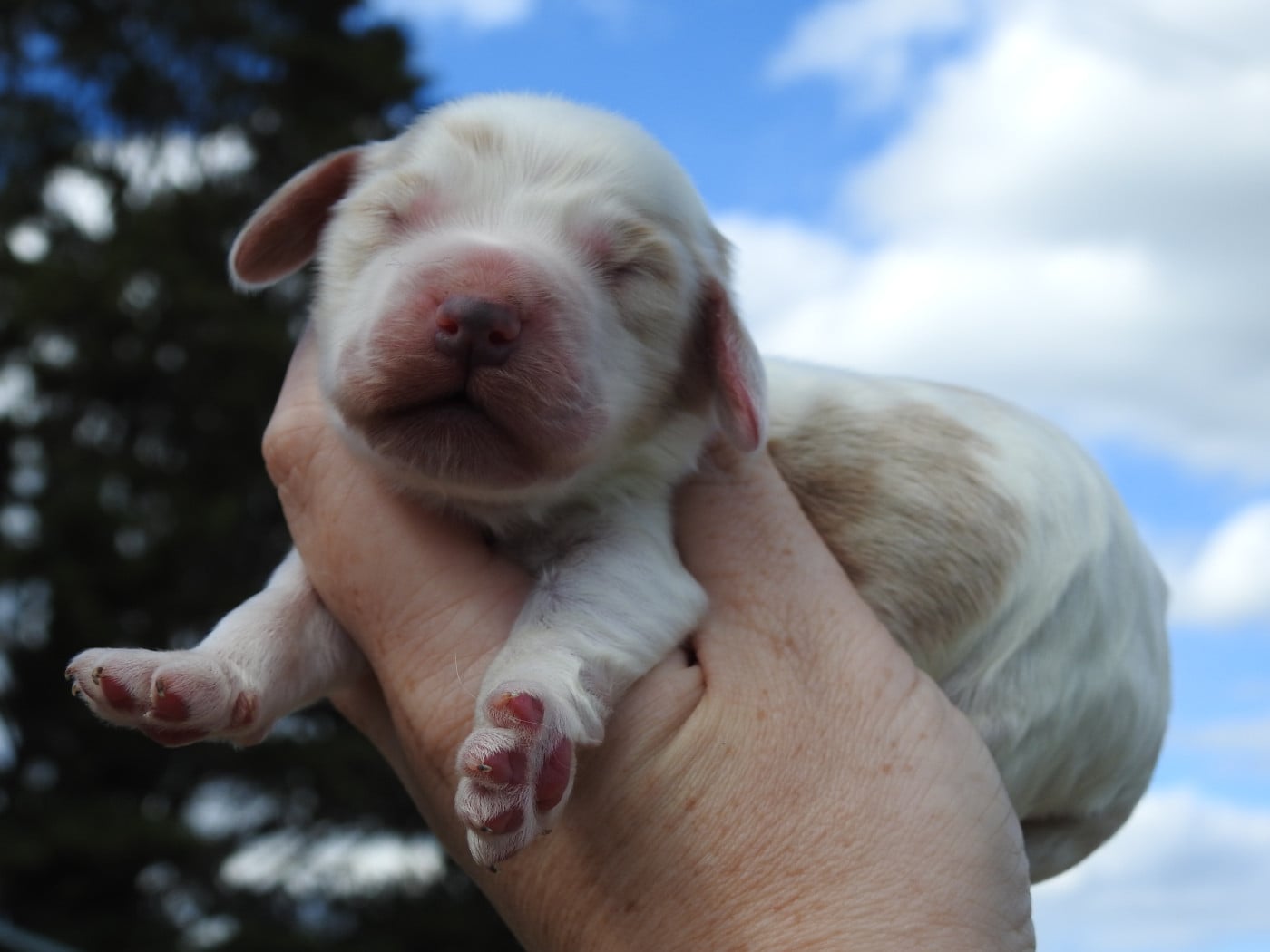 Mâle orange et blanc rouan - Cocker Spaniel Anglais