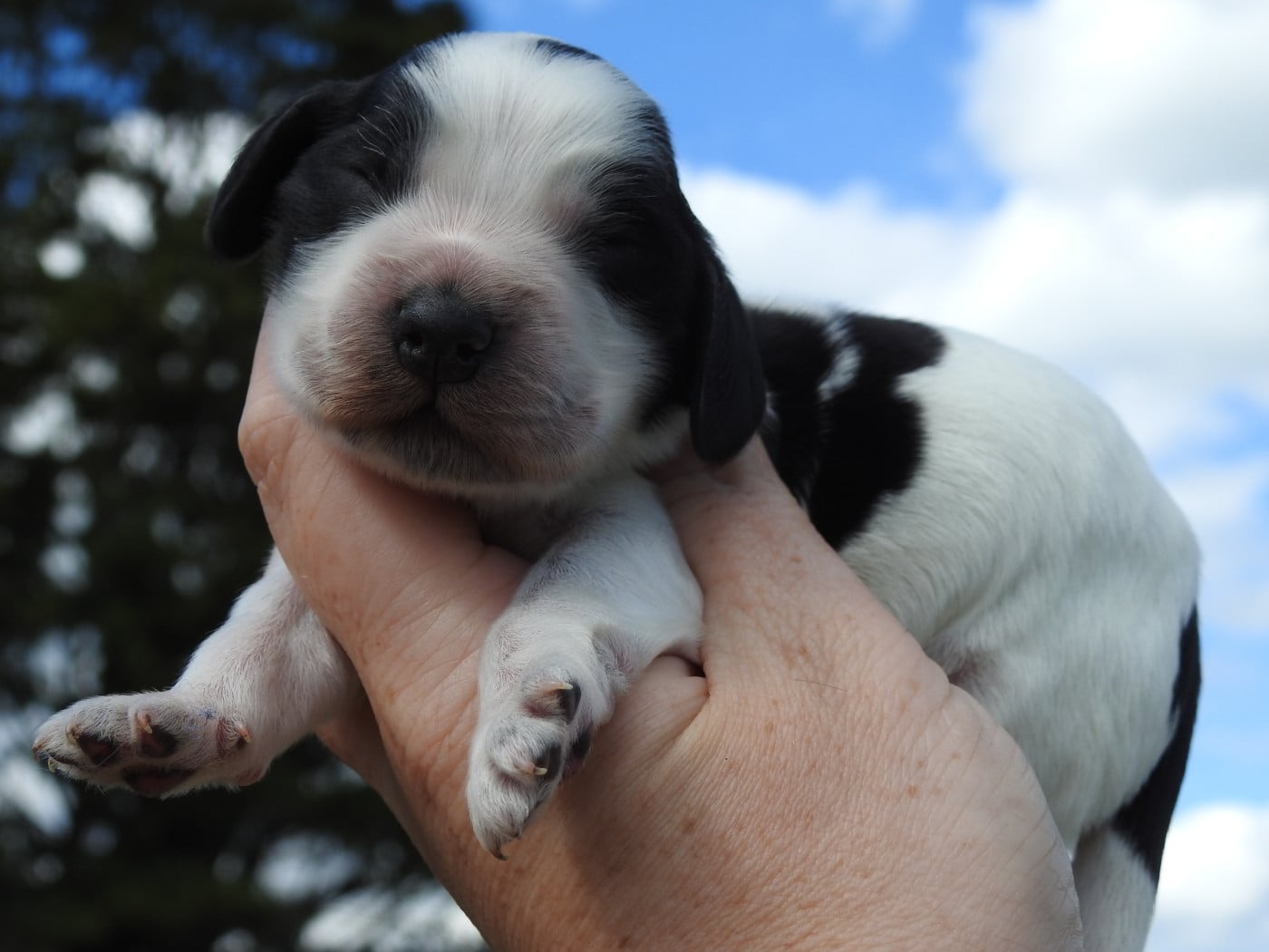 Mâle bleu - Cocker Spaniel Anglais