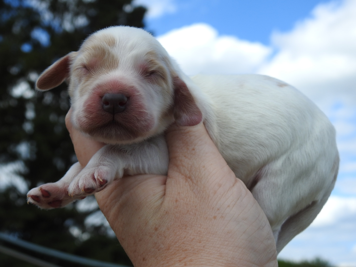 Femelle orange et blanc rouan - Cocker Spaniel Anglais