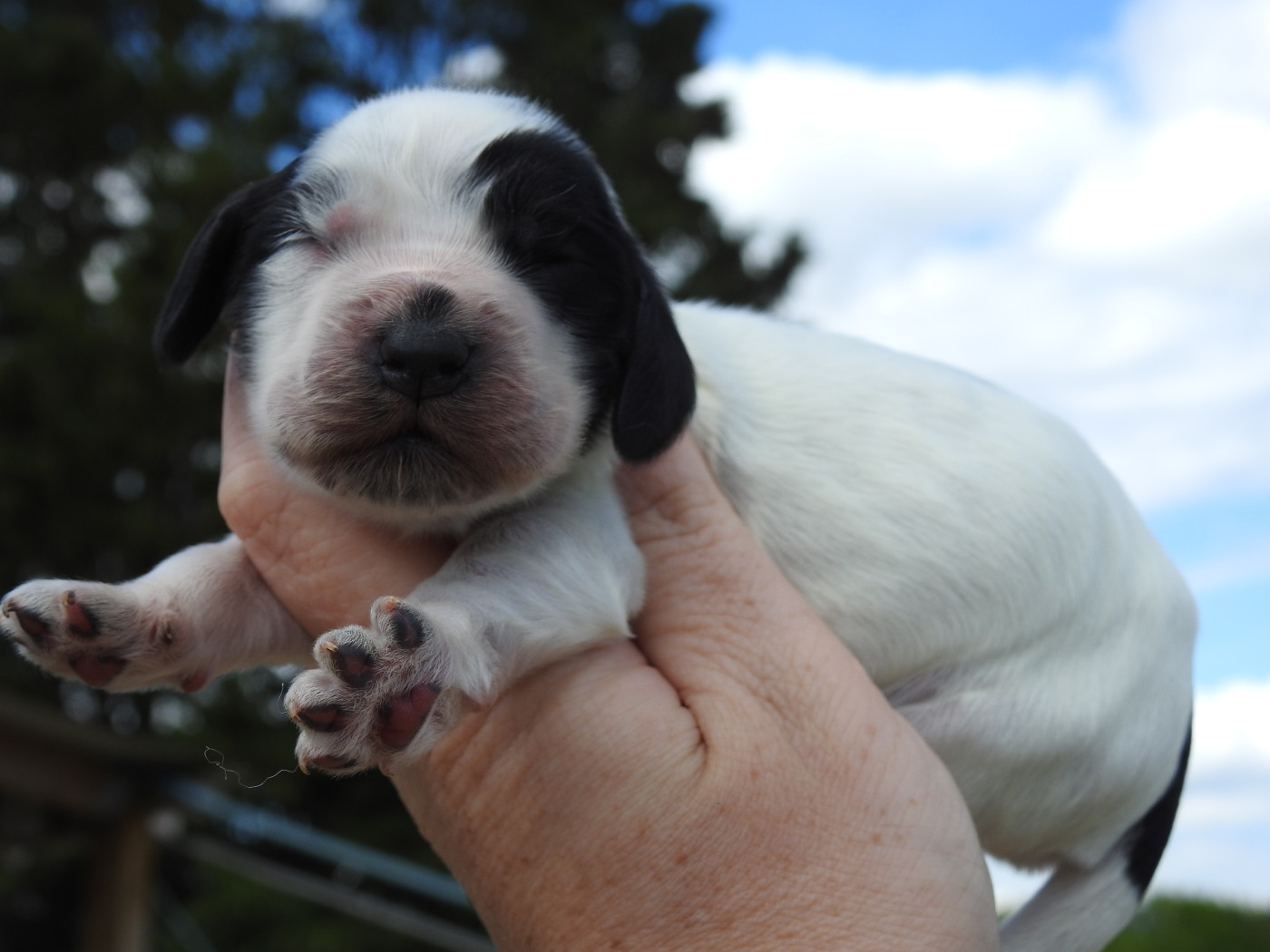 Femelle bleue - Cocker Spaniel Anglais
