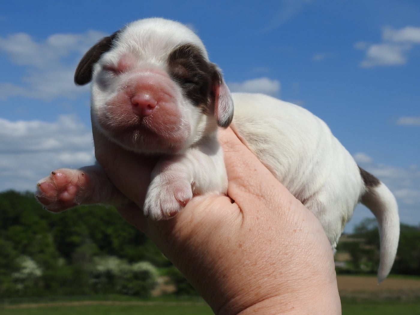 Mâle chocolat et blanc - Cocker Spaniel Anglais